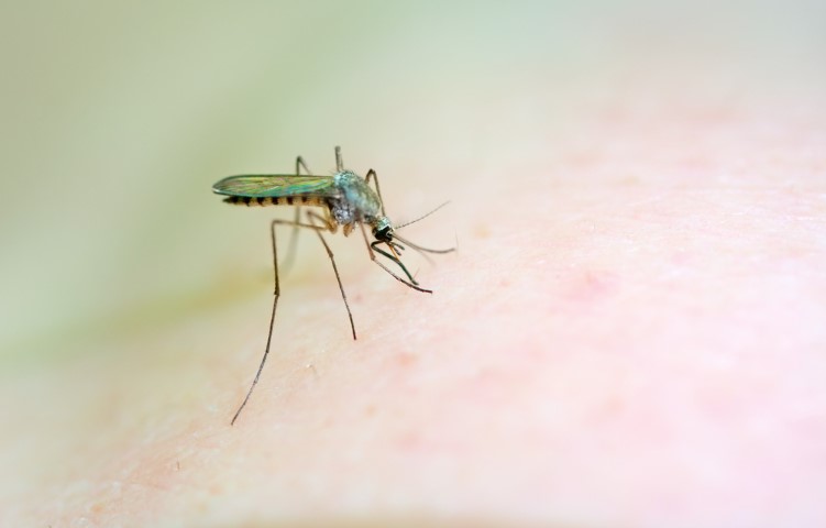 Workers’ Compensation: Will benefits cover West Nile virus?